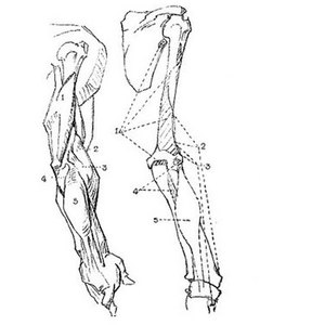 masters of anatomy turnaround masters of anatomy turnaround