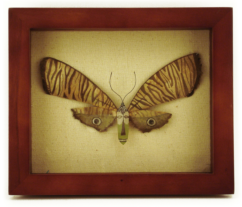 African Mask Butterfly, Megan Brain