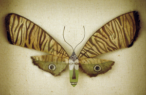 African Mask Butterfly, Megan Brain