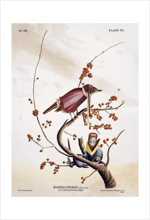 Thrush, Andrew Brandou Thrush, Andrew Brandou