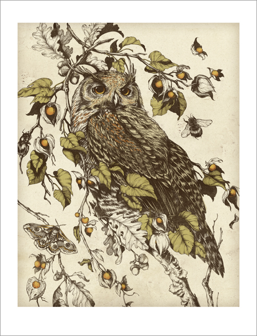 Great Horned Owl, Teagan White