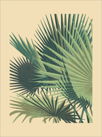 Palm Plant 2 Large Format