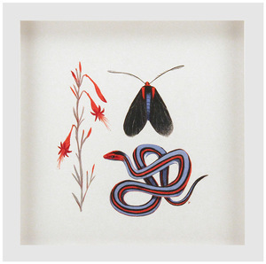 California Natives: California fuschia, Red shouldered moth, California garter snake , Alexandria Neonakis