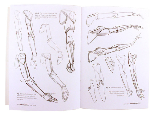 Morpho Anatomy For Artists Simplified Forms - qartista
