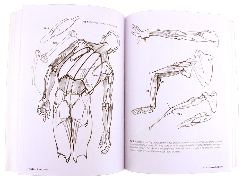 Morpho: anatomy for artists - Nucleus | Art Gallery and Store