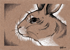 Field Rabbit, Kyla Frank