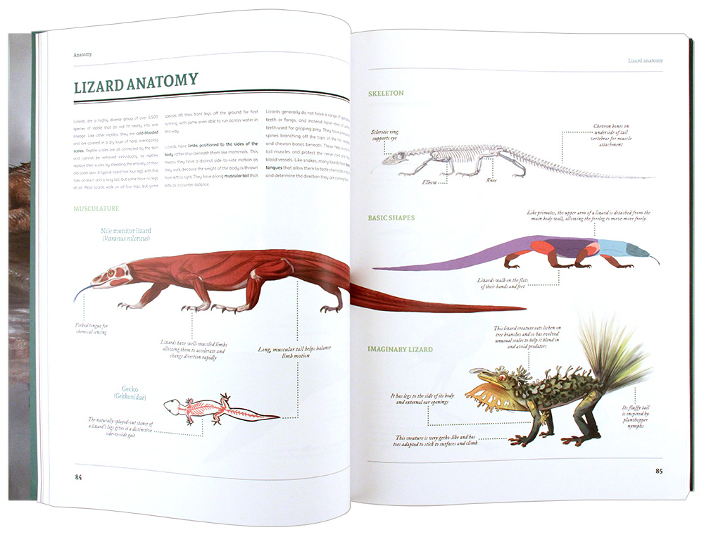 Fundamentals of Creature Design Nucleus Art Gallery and Store