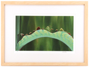 The Leaf Bridge by Tia Kratter (A Bug's Life) - Framed, 1st Edition The Leaf Bridge by Tia Kratter (A Bug's Life) - Framed, 1st Edition