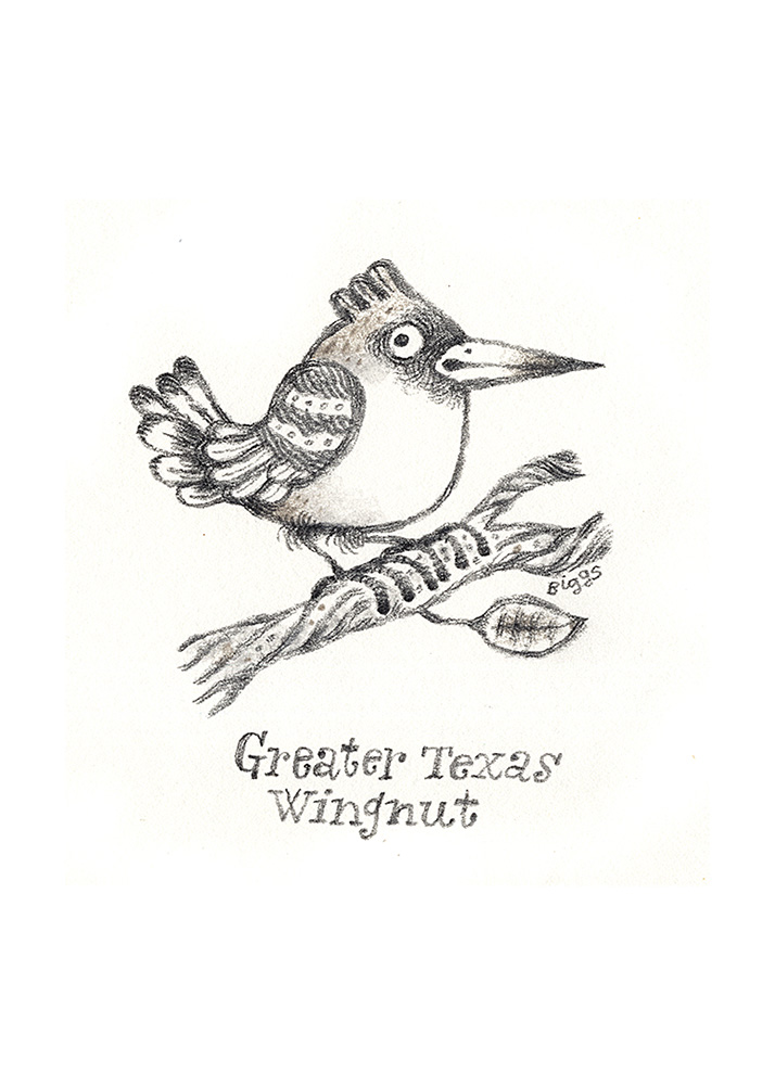 Imaginary Ornithology: Greater Texas Wingnut, Brian Biggs