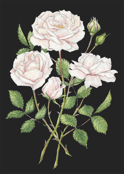 June Roses, Lauren Moyer
