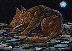Coyote, Caitlin Canchola