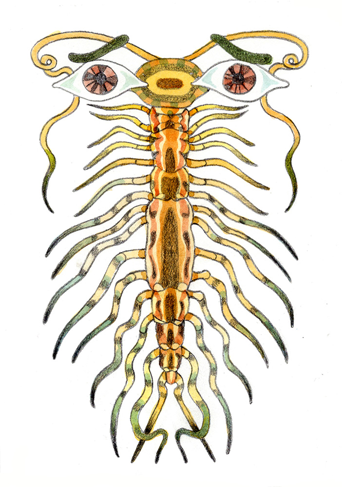 They Are Scared of You Too (House Centipede), Maya Halko